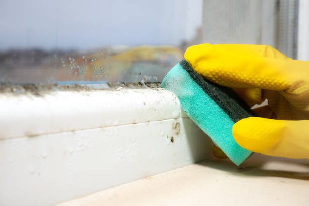 Best Attic Mold Removal  in Rosemead, CA