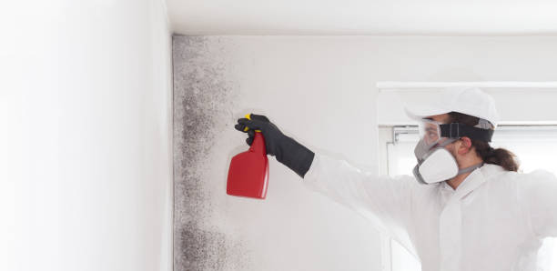 Best Mold Removal Near Me  in Rosemead, CA