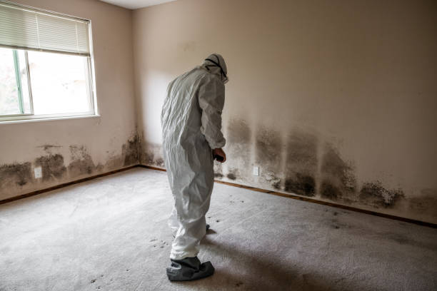 Professional Mold Removal in Rosemead, CA