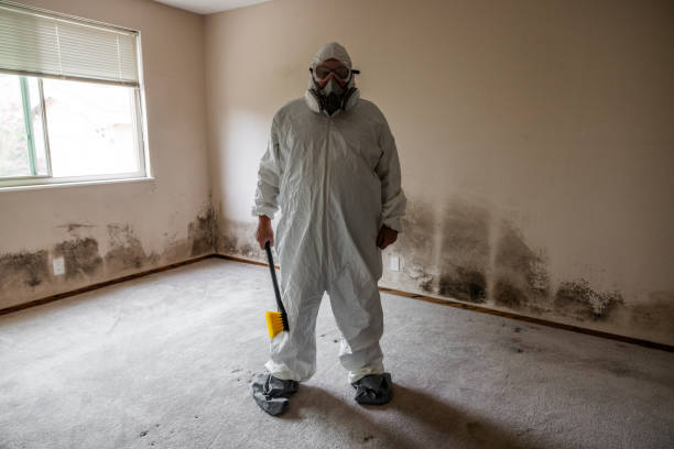 Best Black Mold Removal  in Rosemead, CA